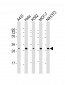 CDK4 Antibody