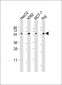 MPIP3 Antibody