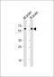 Synaptotagmin Antibody