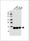 HBB Antibody (C-term)