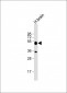 I23O2 Antibody (C-term)