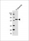HSD3B1 Antibody (N-term)