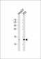 RBX1 Antibody (C-term)