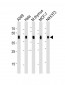 BMI1 Antibody (C-term)