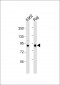 HUMAN-PIK3R2(Y464) Antibody
