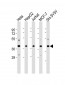 RAE1 Antibody (N-Term)