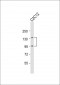 Mouse Ptk7 Antibody (C-term)