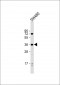 PRSS23 Antibody (Center)