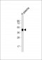 APOA4 Antibody