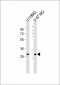 STX1B Antibody (Center)