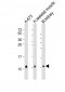 NDUFA1 Antibody (Center)