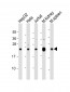 NDUFB9 Antibody (Center)