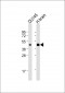 HTR1E Antibody (C-Term)