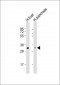 HSD17B8 Antibody (N-term)