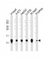 COX6C Antibody (C-term)