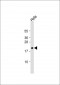 TMEM97 Antibody (N-term)
