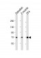 (DANRE) hspa8 Antibody (C-term)