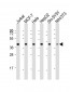 RAE1 Antibody (Center)