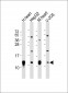 COX6C Antibody (C-Term)