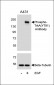 Phospho-TrkA(Y791) Antibody