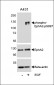 Phospho-EphA2(S897) Antibody