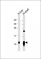 ATP5I Antibody