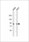Complement C1S Antibody