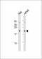 CBFB Antibody