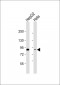 CD248 Antibody