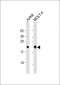 CD3e Antibody