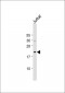 CD58 Antibody