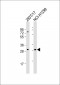 ECI1 Antibody