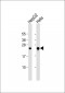 MRRF Antibody