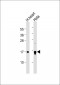 CBP20 Antibody