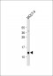PP15 Antibody