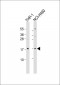 RPS13 Antibody
