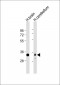 Syntaxin 1A Antibody