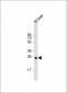 M Sirt3 Antibody (C-term)