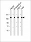 GLG1 Antibody (C-term)