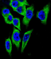 LDHA Antibody (C-term)