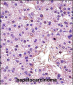 LDHA Antibody (C-term)