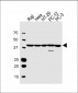 VPS37C Antibody (Center)