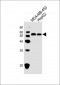 TUBA3C Antibody (C-term)