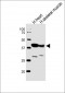 CKMT2 Antibody (N-term)