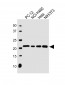 TMED10 Antibody (C-term)