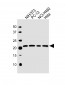 TMED10 Antibody (C-term)
