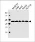 RPL9 Antibody (C-term)