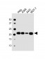 PBP Antibody (Center)