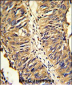 PDIA3 Antibody (Center)