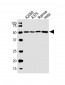 PDIA3 Antibody (Center)
